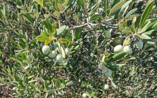 Poljoprivredna zemljišta na Visu – ukupno 18.767 m²